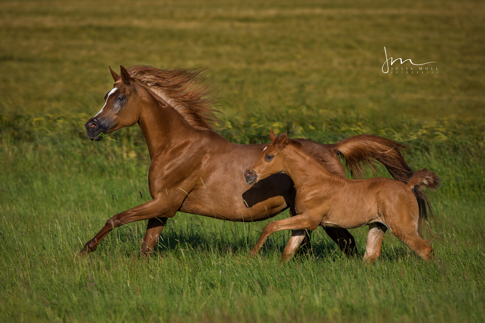 _V0A6811web _V0A6811web