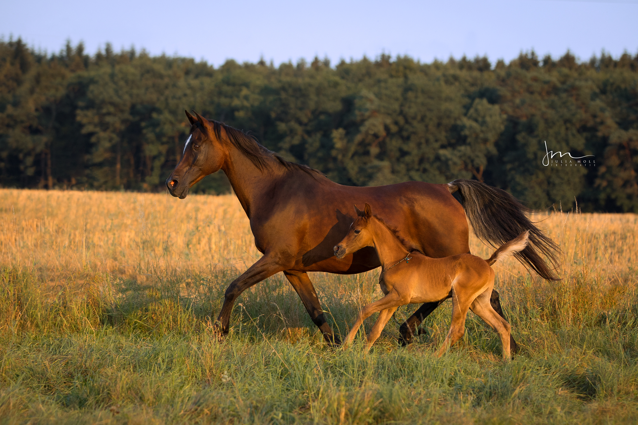 _V0A8819-web _V0A8819-web